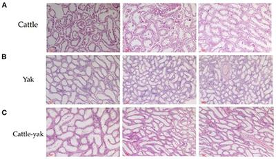 The exploration of miRNAs and mRNA profiles revealed the molecular mechanisms of cattle-yak male infertility